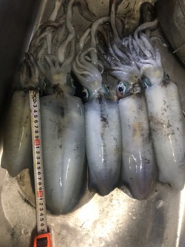 アオリイカの釣果
