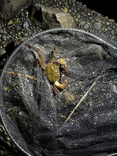 モクズガニの釣果