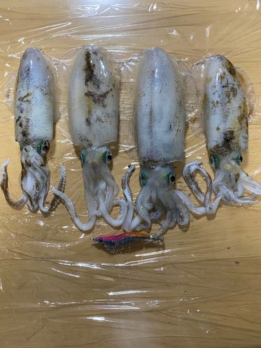 アオリイカの釣果