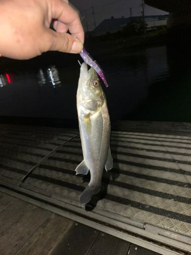 セイゴ（マルスズキ）の釣果