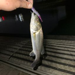 セイゴ（マルスズキ）