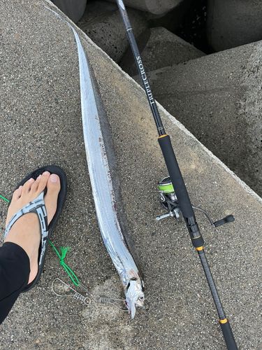 タチウオの釣果