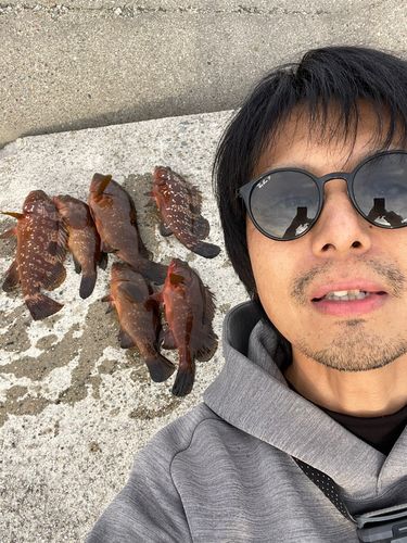 キジハタの釣果