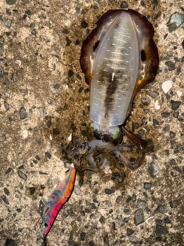 アオリイカの釣果