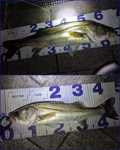 シーバスの釣果