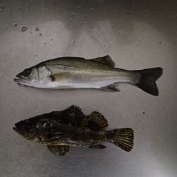 セイゴ（タイリクスズキ）