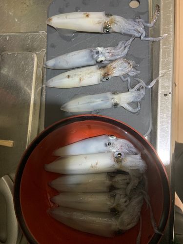 マメイカの釣果