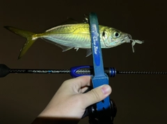 マアジの釣果