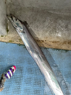 タチウオの釣果