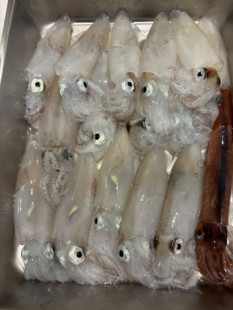 DAIWA 18ルアーニスト 83MLの最安値・インプレ・釣果 | 本音の口コミが