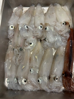 マメイカの釣果