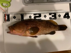 キジハタの釣果