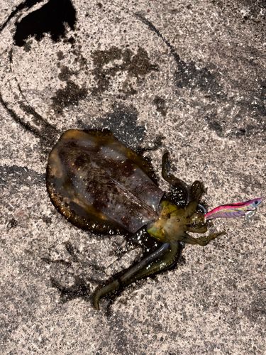 アオリイカの釣果