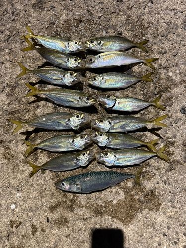 アジの釣果
