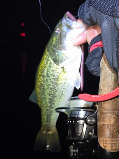 ラージマウスバスの釣果