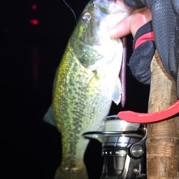 ラージマウスバス