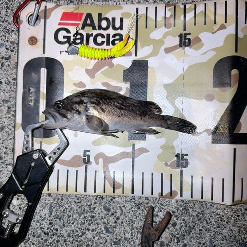 クロソイの釣果