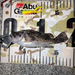 クロソイの釣果