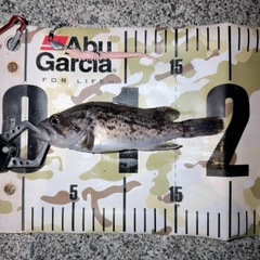 クロソイの釣果