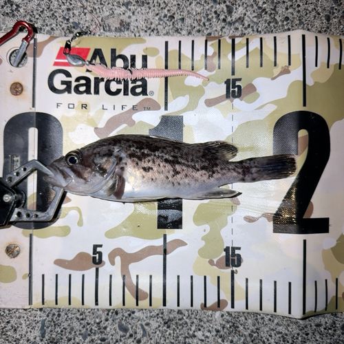 クロソイの釣果