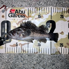 クロソイの釣果