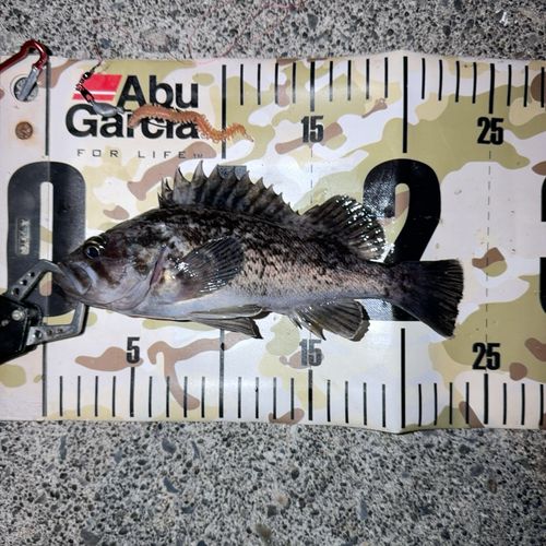 クロソイの釣果