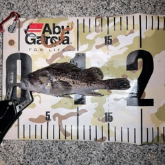 クロソイの釣果