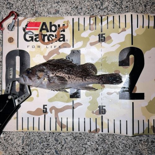 クロソイの釣果