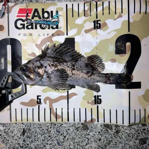 クロソイの釣果