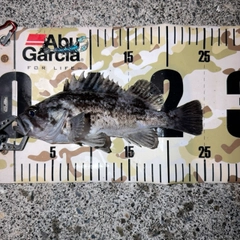 クロソイの釣果