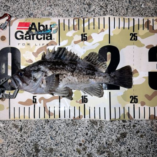 クロソイの釣果