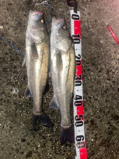 シーバスの釣果