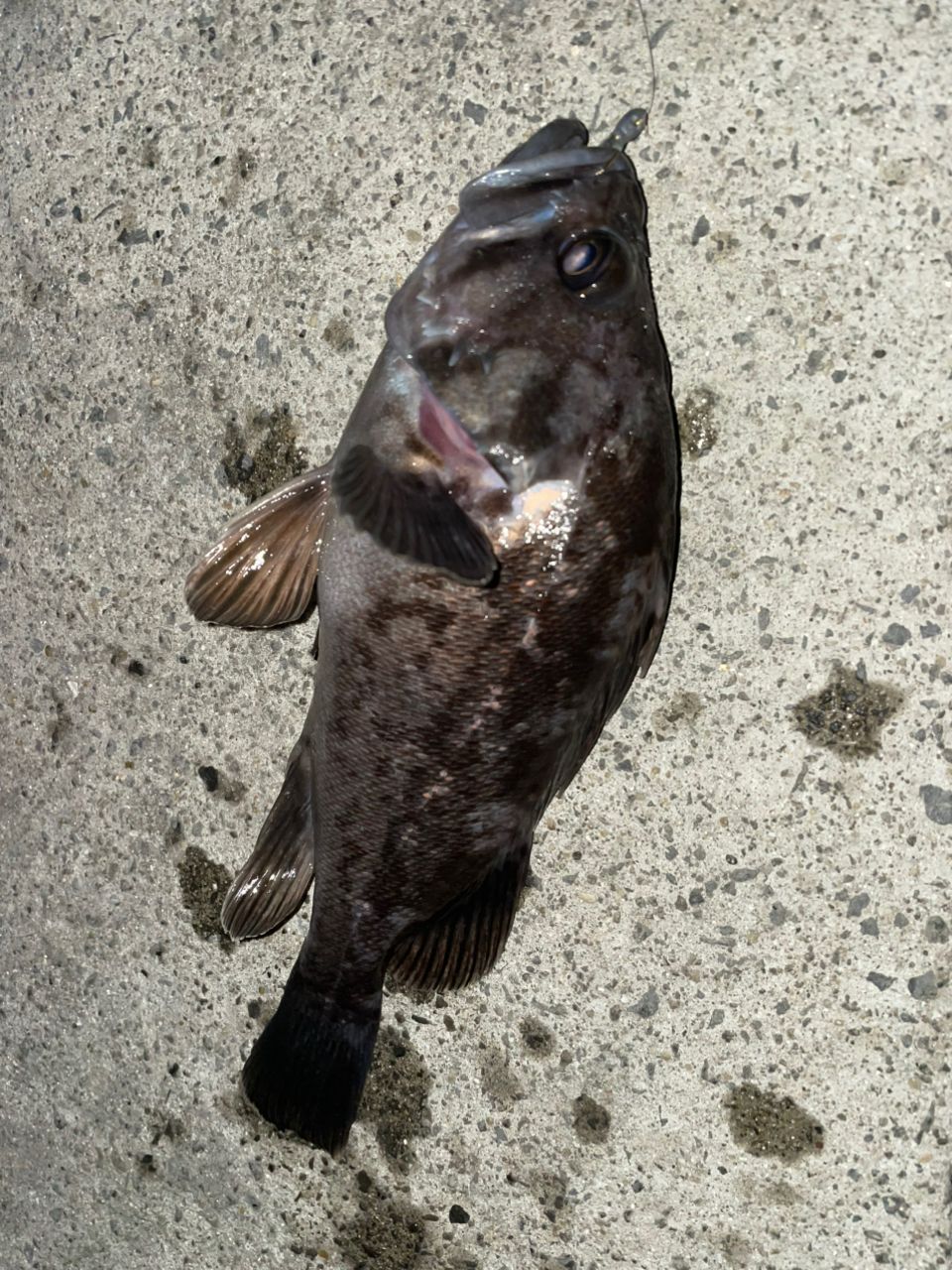 DAIWA 21月下美人 MX 78ML-T・Nの最安値・インプレ・釣果 | 本音の