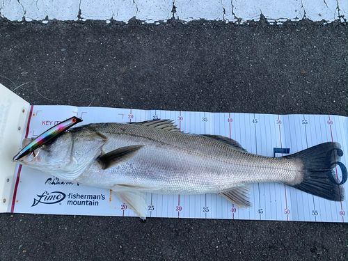 シーバスの釣果