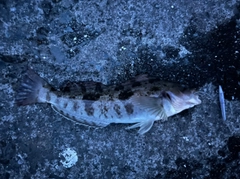 アイナメの釣果