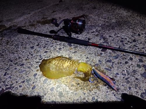 アオリイカの釣果