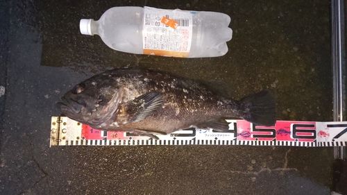 クロソイの釣果