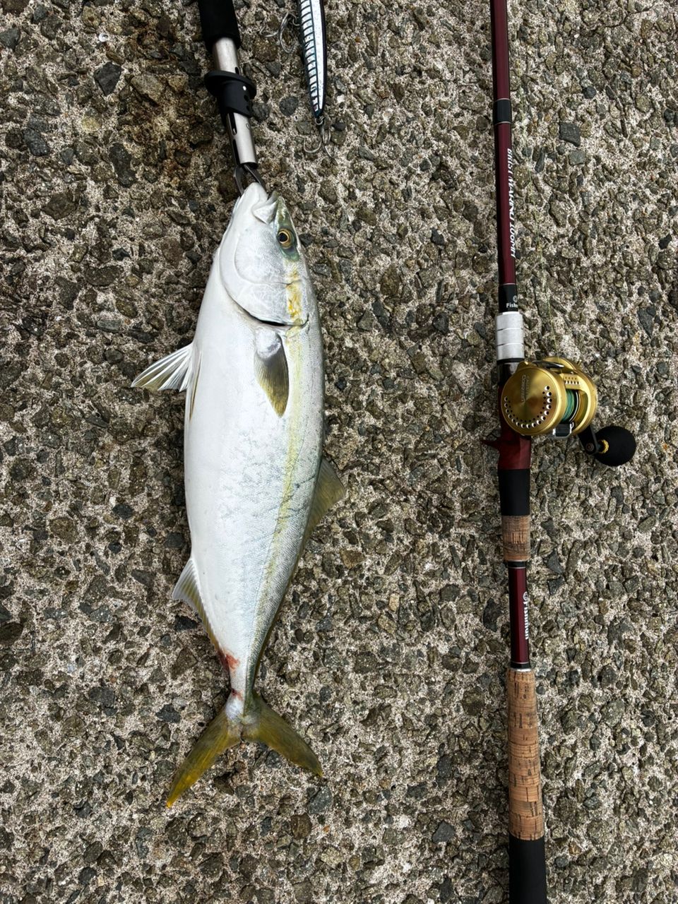 Fishman ブリスト MARINO10.6MHの最安値・インプレ・釣果 | 本音の