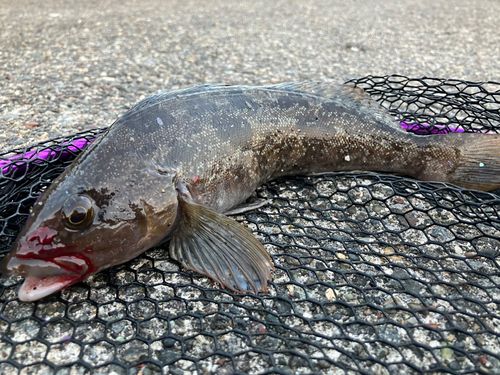 アイナメの釣果