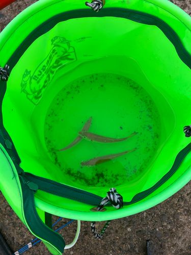 鳴尾浜臨海公園海づり広場