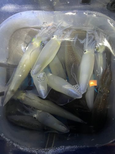 マメイカの釣果
