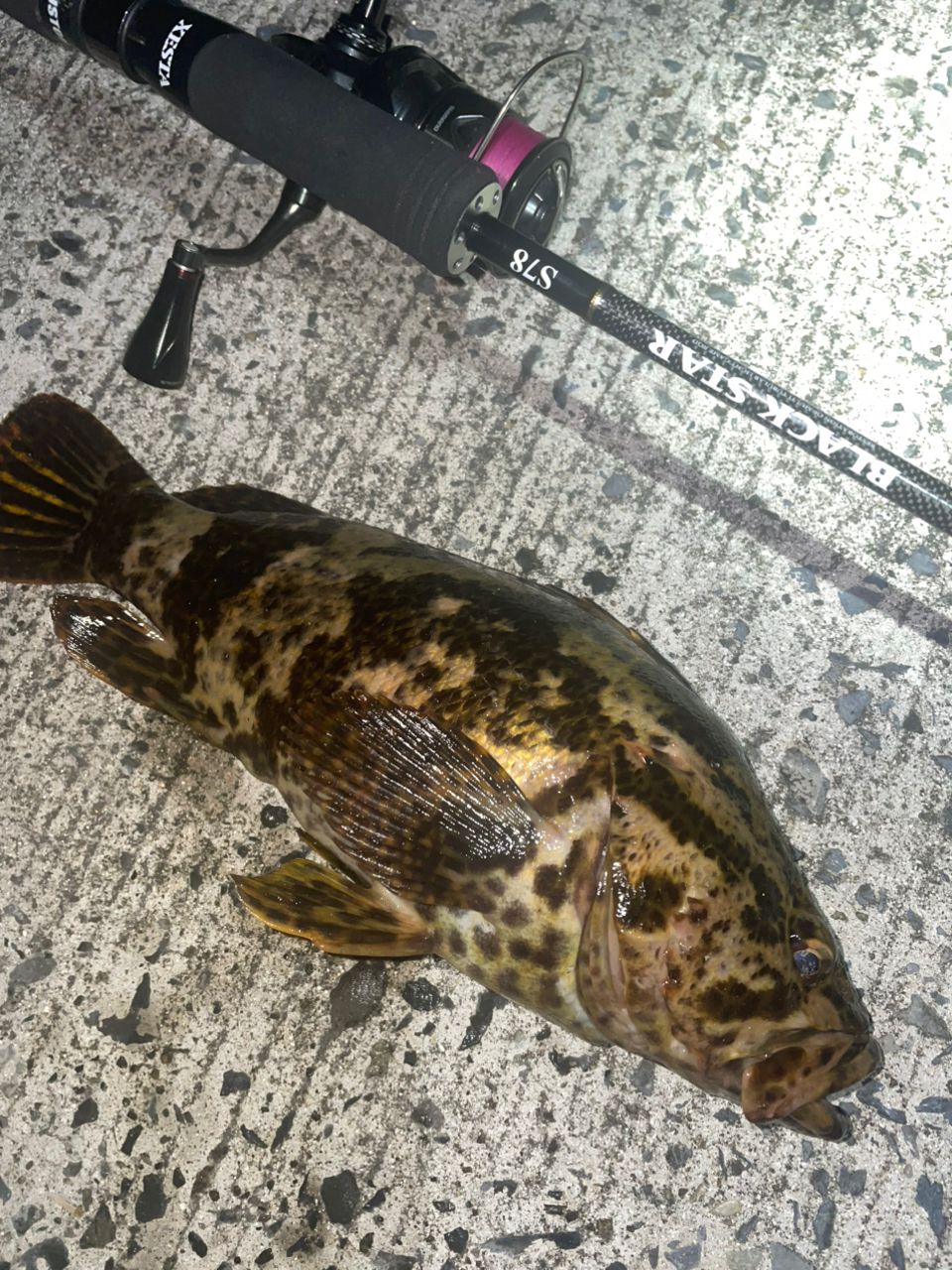 XESTA ブラックスター セカンドジェネレーション S78の最安値