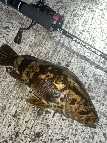 タケノコメバルの釣果