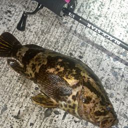 タケノコメバル