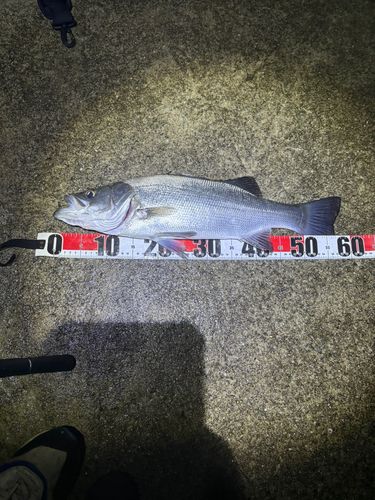 ハネ（ヒラスズキ）の釣果