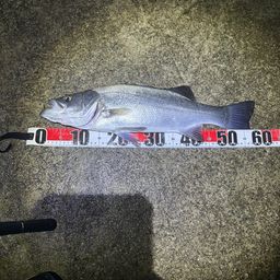 ハネ（ヒラスズキ）