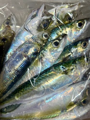 小名浜港市場前