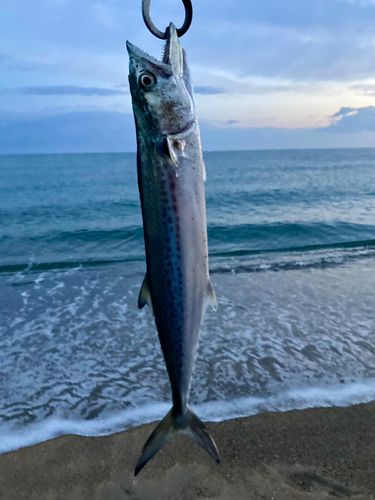 サゴシの釣果