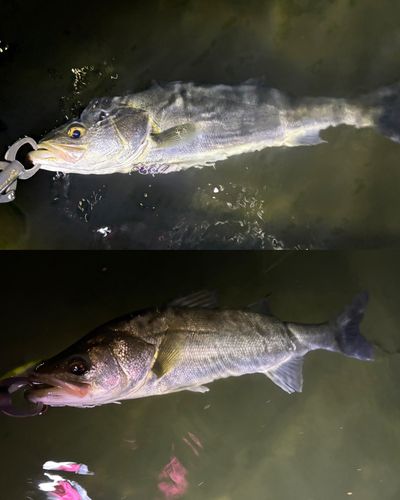 シーバスの釣果