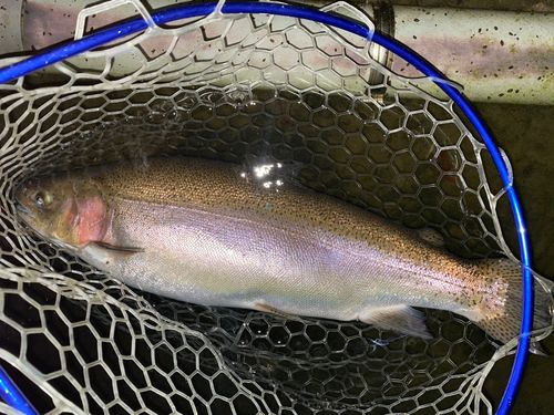 ベリーパーク in FISH ON! 王禅寺